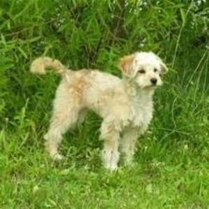 Meet your Posher, Jd